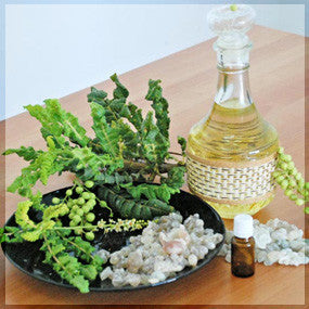 Boswellia Sacra Essential Oil Liter