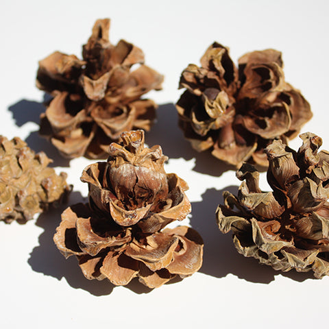 Pinyon Pine Cones